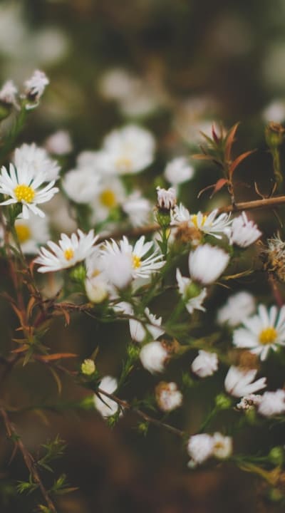 Tips for selecting drought-tolerant annual flower seeds