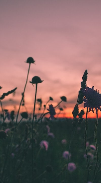 A variety of perennial flower seeds for your garden.