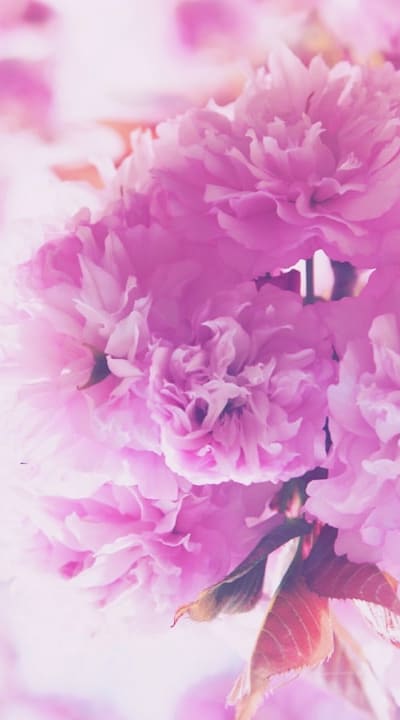Growing perennial flowers from seeds in a vibrant garden