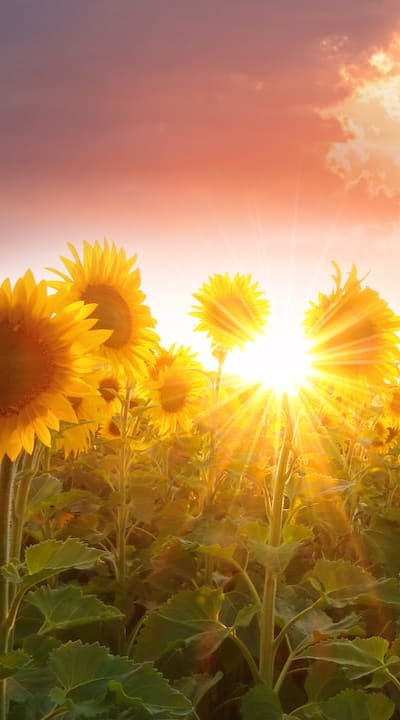 Watering and caring for your cottage garden flowers