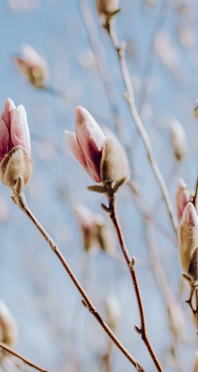 Enjoy the beautiful blooms of your cottage garden flowers.