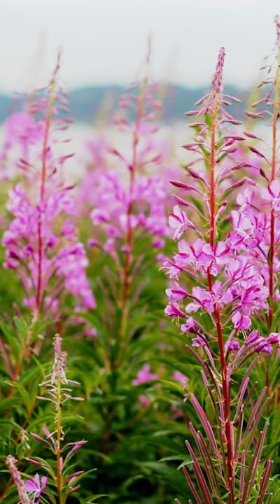 A thoughtful gift - fragrant flower seeds