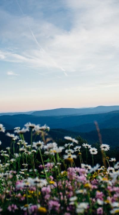 Drying flowers using the air drying method.