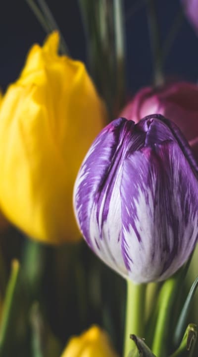 Select flowers that match the amount of sunlight.