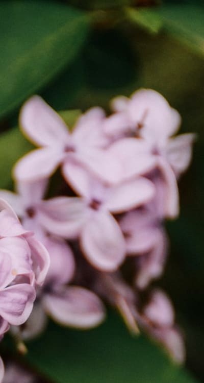 Harvesting flowers at their peak beauty.