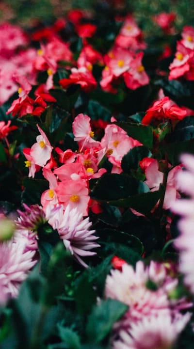 Vibrant and unique flower species for every garden