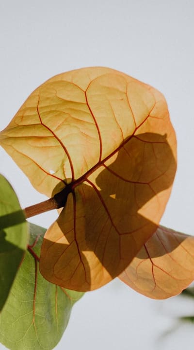 A guide to caring for fragrant flower seeds