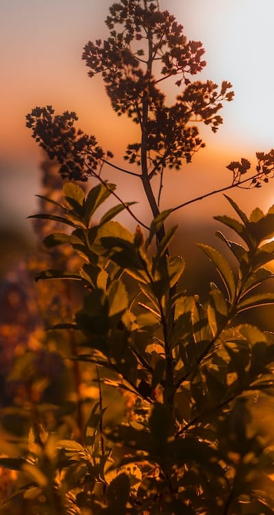 Drying fragrant flowers to preserve their fragrance and shelf life.