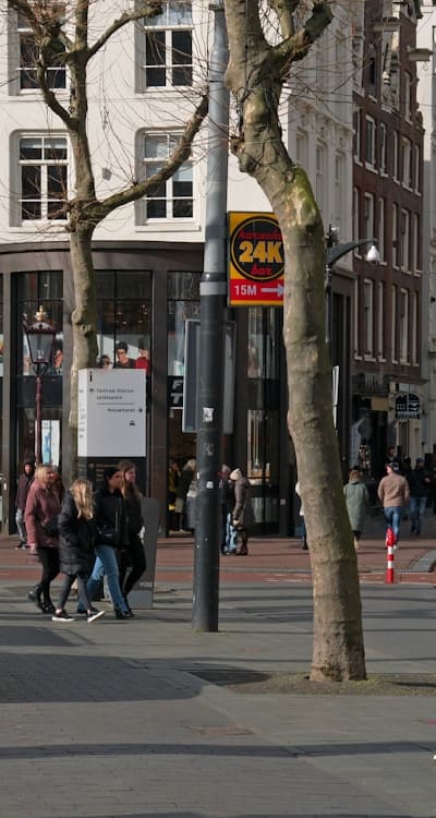 Choosing flowers for arbors based on sunlight, soil, and aesthetic.