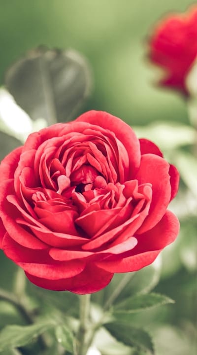 Choosing the best wholesale cut flower seeds.