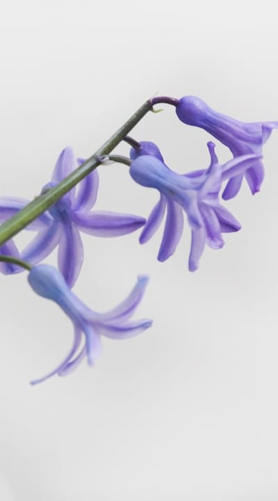 Choosing between native and non-native wildflowers