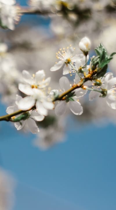 Timing is crucial when it comes to harvesting cut flowers. (Alt text: Freshly harvested flowers at the peak of their bloom.)
