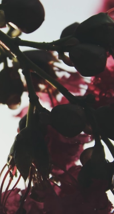 Beautiful biennial flowers in a garden landscape.