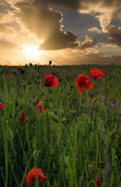 Proper watering techniques for healthy and vibrant flowers.