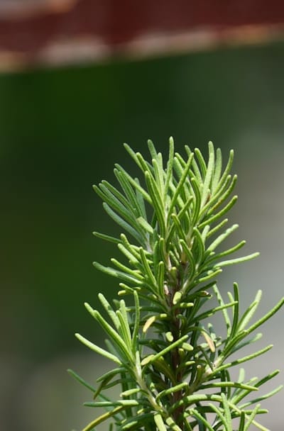 Choosing high-quality lights for healthy perennial seedlings.