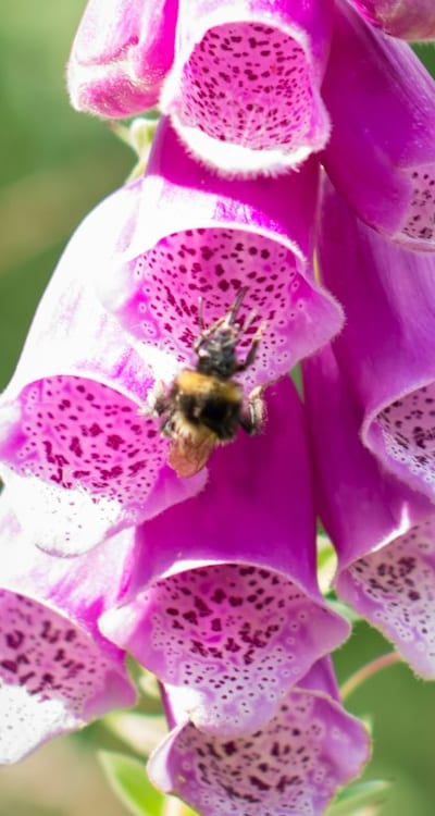 Biennial flowers attract pollinators and enhance gardens.