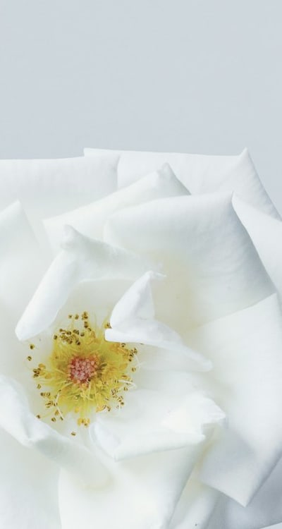 Beautiful freesia flowers blooming in a garden