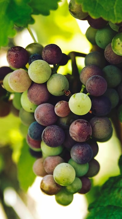 Harvesting the sweet rewards of exotic fruit