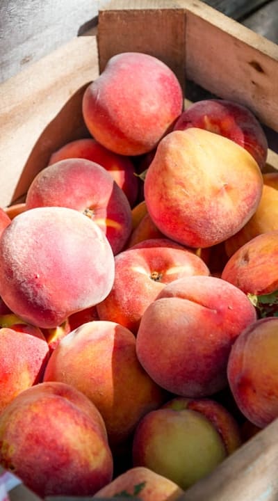 Selecting fruit seeds for successful stratification.