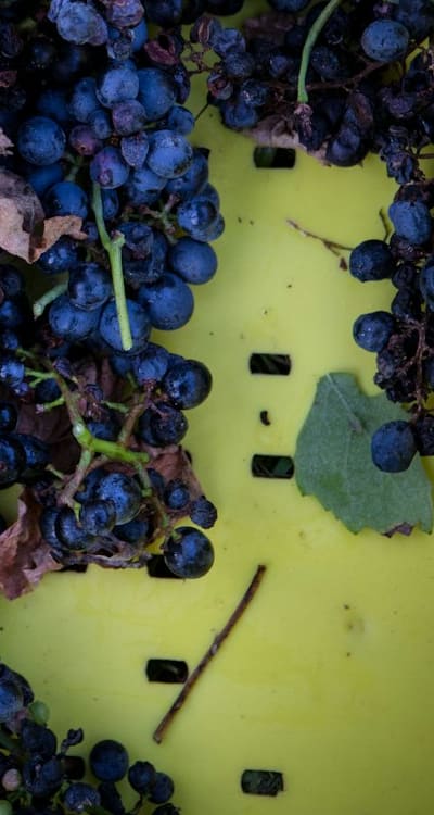 Growing organic fruits from seeds: a rewarding experience.