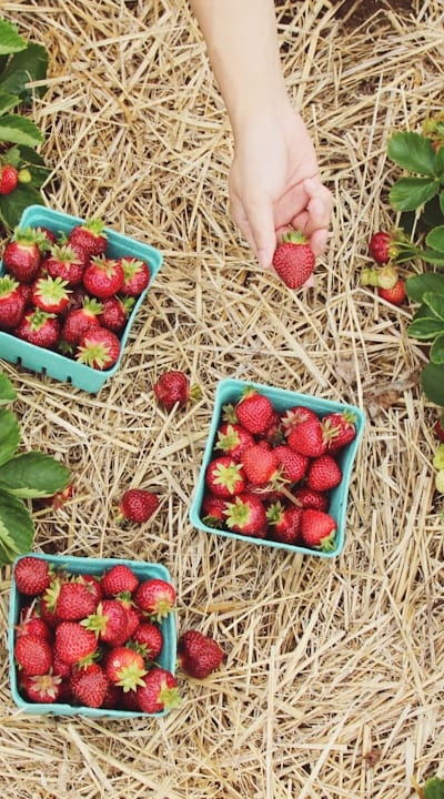 Harvesting ripe fruits and maintaining fruit plants