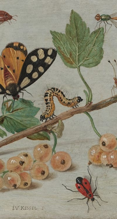 Caring for heirloom fruit plants: watering, mulching, fertilizing.