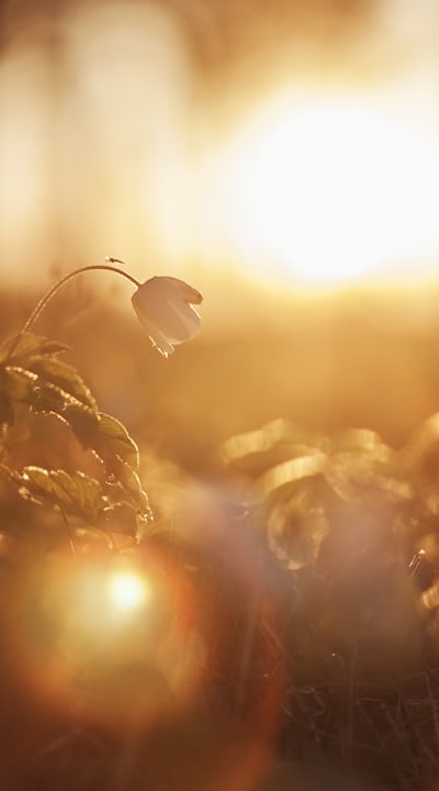 Temperature and Light are crucial for fruit seed germination.