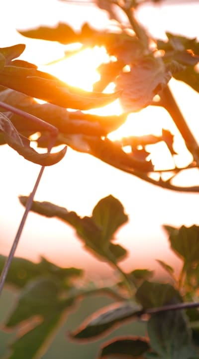 Timing is crucial for successful fruit seed stratification.