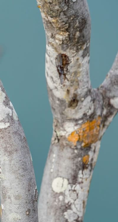 Alt text: Pruning young fruit trees for healthy growth