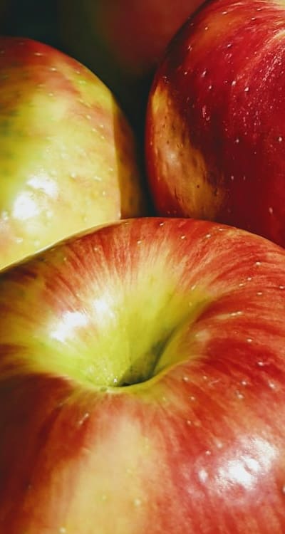 Harvesting ripe fruit from your own trees.