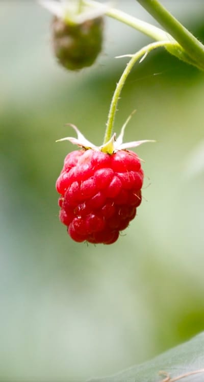 Selecting fruit tree varieties based on climate and conditions