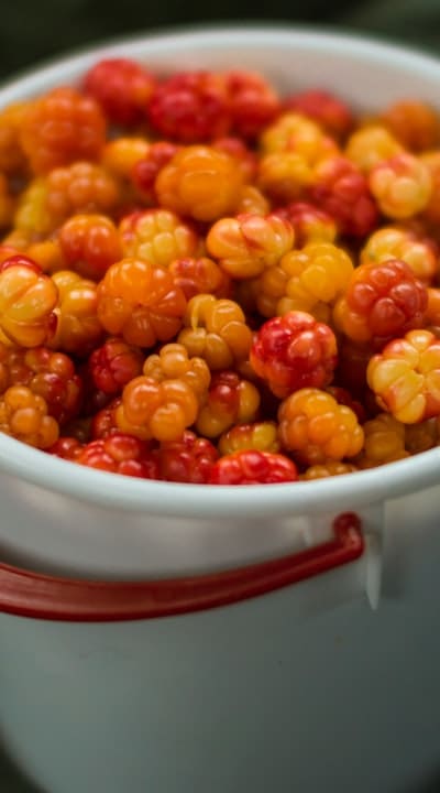 Alt text: Ripe organic fruits ready for harvest