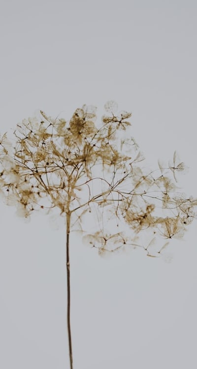 Harvesting the fruits of your organic garden