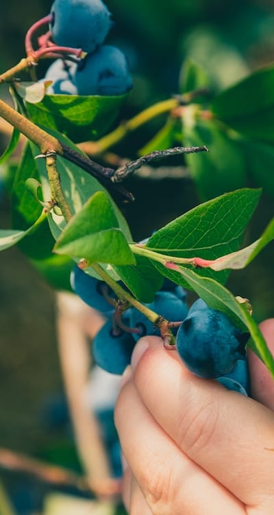 Freshly picked strawberries bursting with summer flavor.