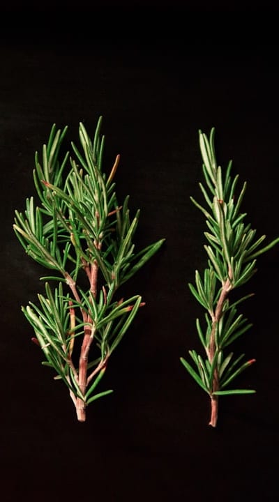 Fungicide being applied to herb seedlings
