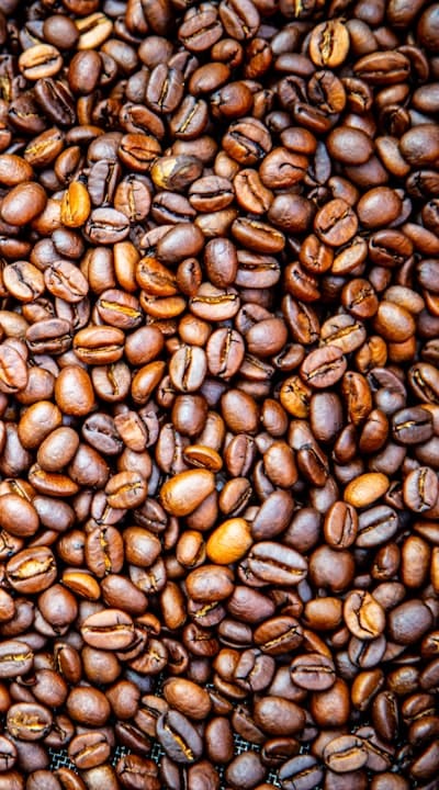 Growing gaillardia from seed, selecting high-quality seeds.