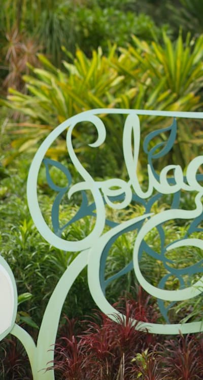 Steps to manage overcrowding of cosmos plants.