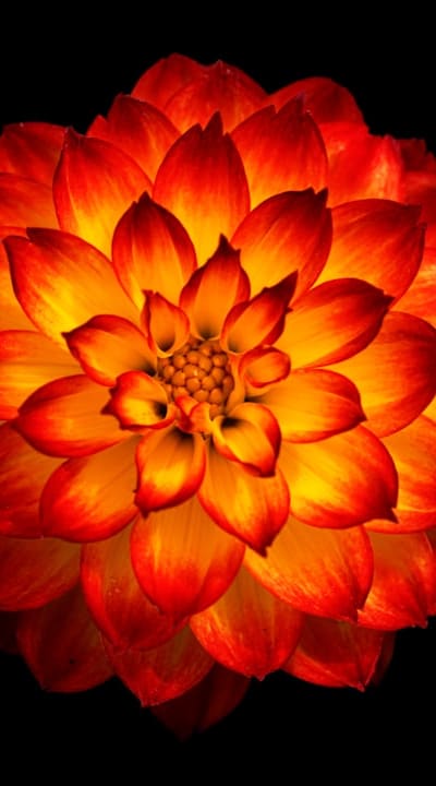 Transplanting biennial flower seedlings at the ideal time