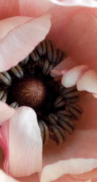 Transplanting fragrant flower seedlings into the garden