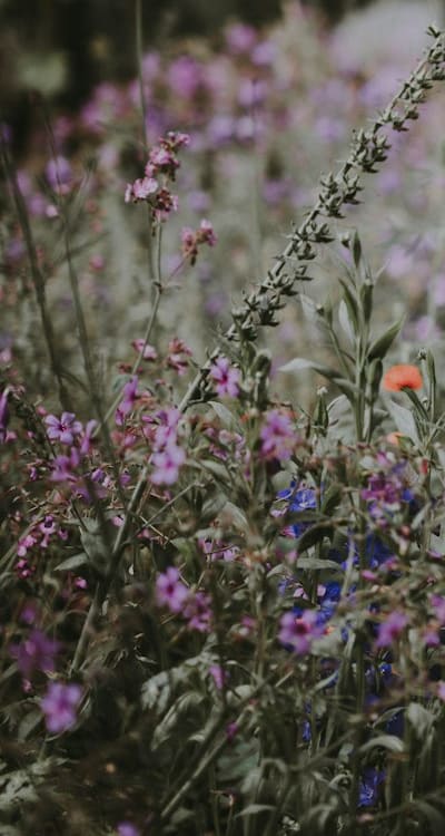 Hands planting flower seeds for a bountiful garden.