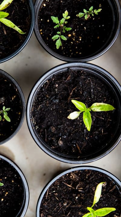 Preparing your garden for successful fruit seed growth.