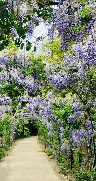 New organic gardeners should consider the level of maintenance and care for annual flowers. Consider low-maintenance options like nasturtiums.