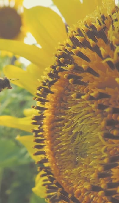 Dormant season pruning of vines with garden shears.