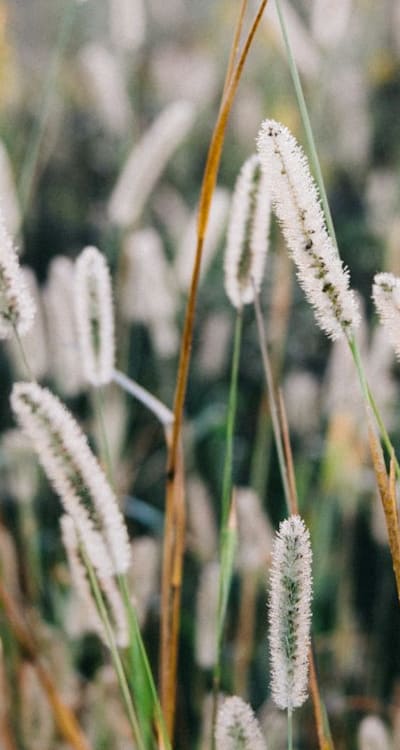 A thriving organic garden filled with beautiful plants.