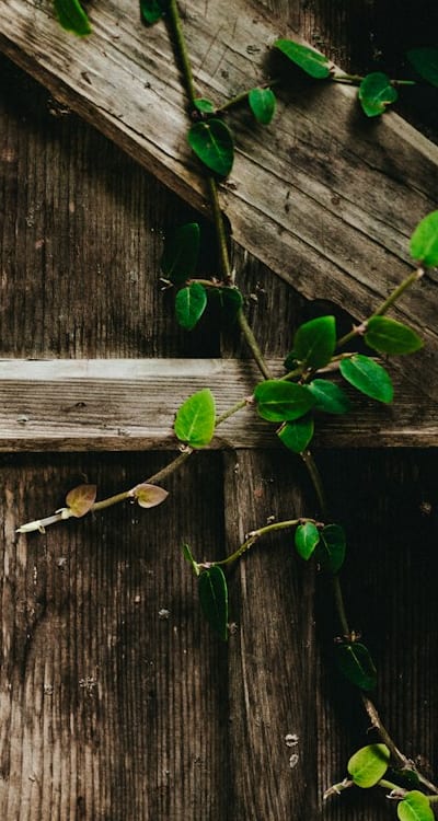 Tips for successful organic seed gardening in different climates.