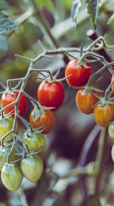 Choosing the right perennial vine for your garden