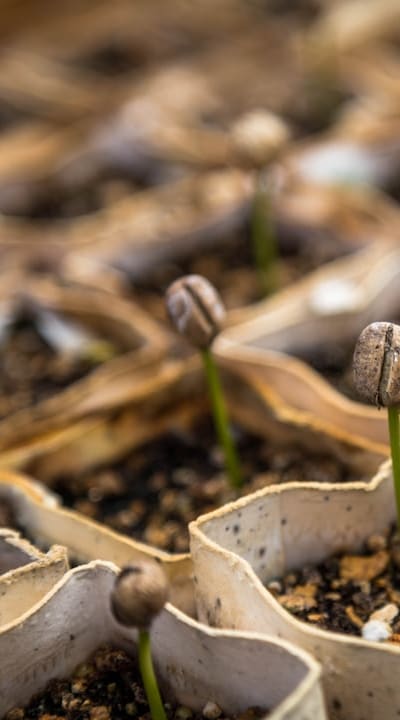 Selecting the right seeds for a vibrant garden.