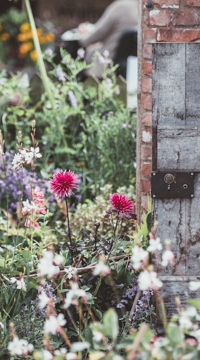 Beautiful wildflowers can transform your garden into a vibrant oasis.