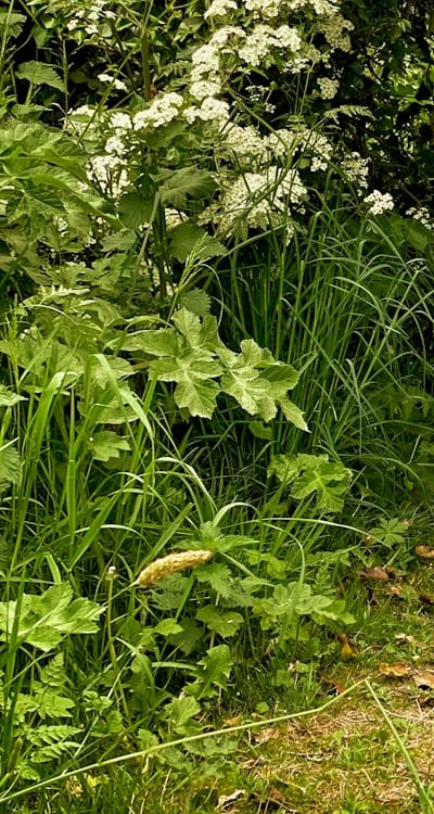 A beautiful garden with colorful wildflowers in bloom.