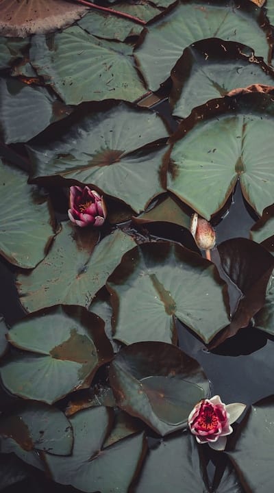 Bean seeds displayed at a local garden center